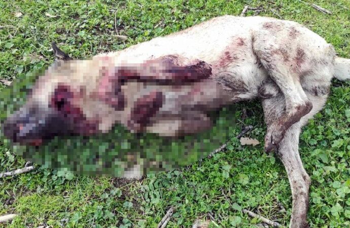 Koyunlarını parçalanmış olarak buldu; civardaki 2 köpeği öldürdü