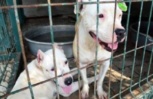 Köpekleri zehirleyen AKP’li belediye çalışanları tutuklandı