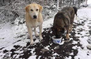 Kartal Belediyesi kar yağışında sokak hayvanlarını unutmadı