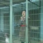 Barınak kararı için protesto: Kafese girip havladı