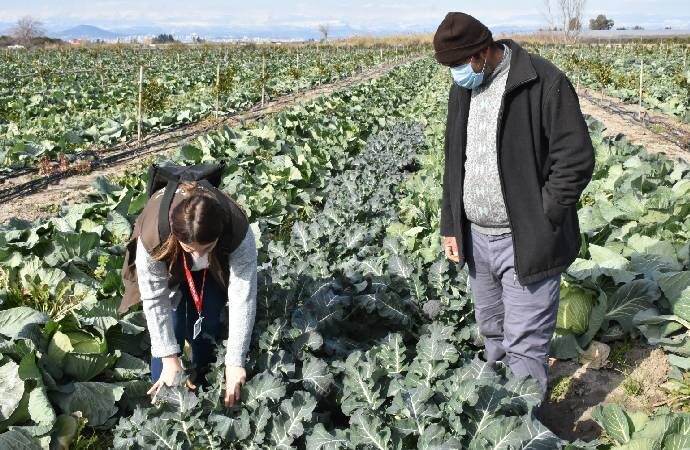 Tarsus Belediyesi’nin çiftçilere ücretsiz dağıttığı fideler meyve vermeye başladı