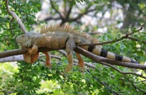 Amerika’da gökten iguana yağabilir uyarısı yapıldı