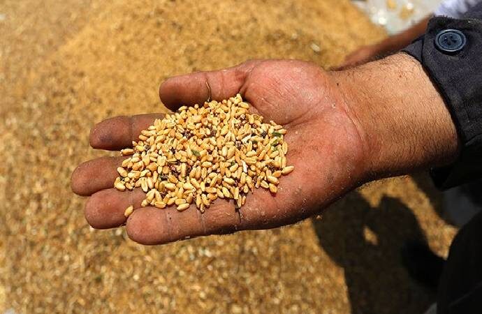 TMO’dan ekmeklik buğdaya yüzde 23, arpaya yüzde 24 zam!