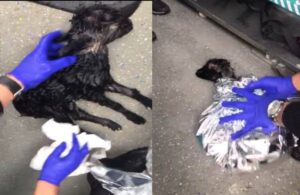 Van’da yeni doğmuş yavru keçi donmak üzereyken kurtarıldı