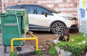 Dövüştürülen pitbull, bir çöp konteynerine bağlanarak ölüme terk edildi