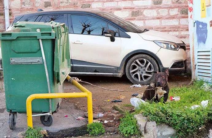 Dövüştürülen pitbull, bir çöp konteynerine bağlanarak ölüme terk edildi