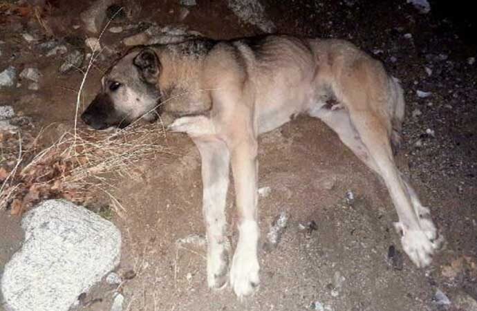 Av tüfeğiyle köpeği yaraladı, bin 286 lira ceza verilip serbest bırakıldı