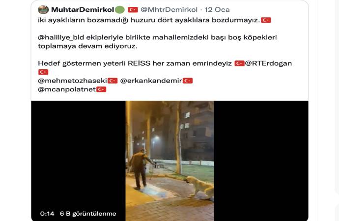 AKP’li belediye işçileri Erdoğan’ın çağrısı sonrası sokak hayvanlarına da savaş açtı