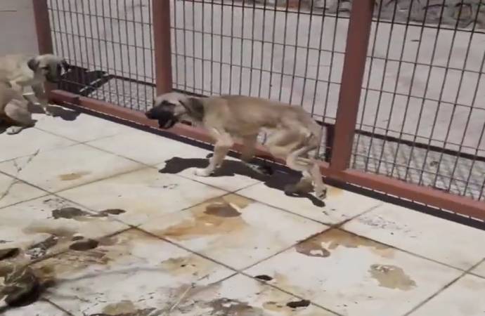 AKP’li Elazığ Belediyesi’nin ‘ölüm kampı’: 4 ayda bin 62 hayvan öldü!