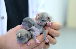 Sezaryenle doğum yaptırılan köpeğin 3 minik yavrusu oldu