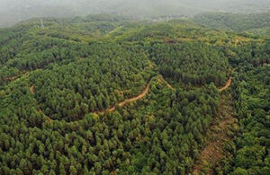Erdoğan’ın imzasıyla 714 dönüm orman alanı talana açıldı!