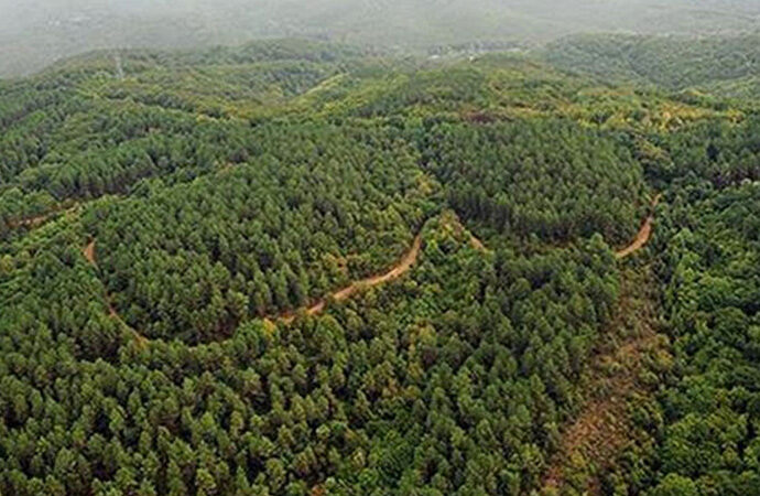 Erdoğan’ın imzasıyla 714 dönüm orman alanı talana açıldı!