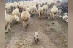 Sürüye eşlik eden yavru çoban köpeği