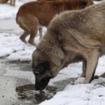 Kar fırtınasına yakalanan kız çocuğu sokak köpeğine sarılarak hayatta kaldı