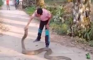 Tayland’da bir adam 4,5 metre uzunluğundaki kobrayı boynundan yakaladı