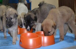 Donmaktan kurtarılan 63 yavru köpek yeni yuvasında