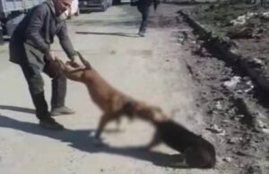 Ağızlıksız ve tasmasız gezdirilen Pitbull cinsi köpek, sokak köpeğine saldırdı