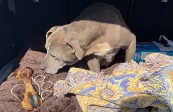 ABD’de kayıp ilanı verilen köpek 12 yıl sonra bulundu