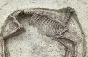 Almanya’da 1400 yıllık başsız at iskeleti bulundu
