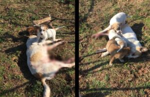 Yavru köpekler av tüfeğiyle öldürülen annelerinin başından ayrılmadı