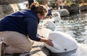 Nesli tehlikede! Kanada’dan gelen 5 beyaz balinanın ikincisi de öldü
