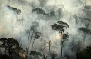 İklim krizi! ‘Dünyanın Akciğerleri’ kritik eşikte
