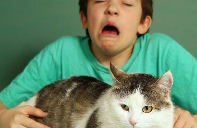 ABD alerji yapmayan kedi üretecek