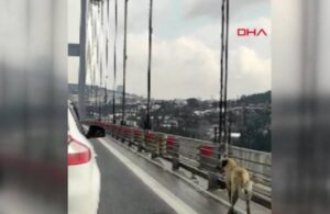 Köprüdeki köpeğe güvenlik konvoyu oluşturdular