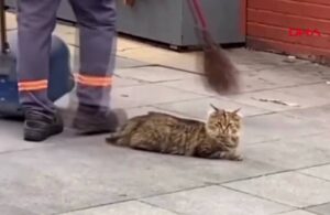 Belediyeden kediye süpürgeli masaj