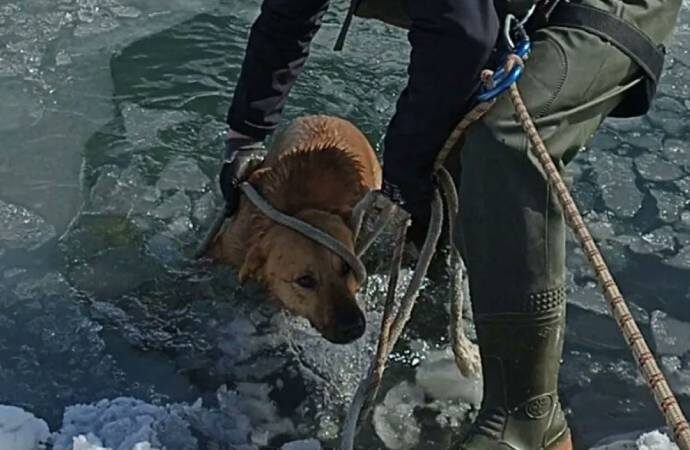 Buz tutan gölete düşen köpeği itfaiye kurtardı
