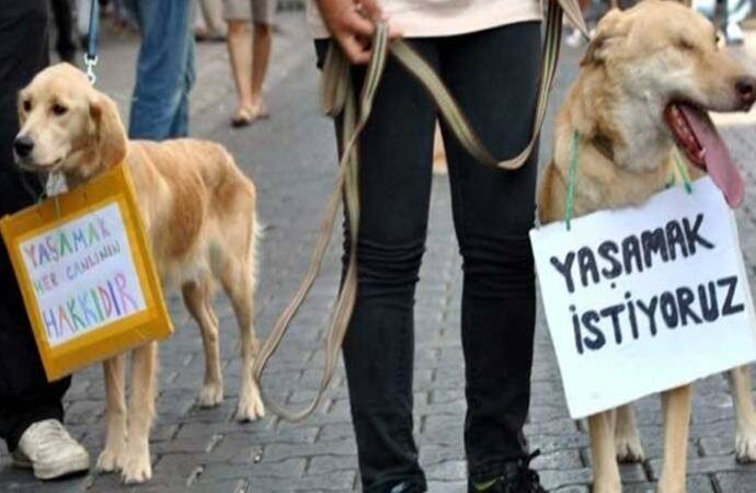 Bursa’da 9 köpek zehirlenerek öldürüldü