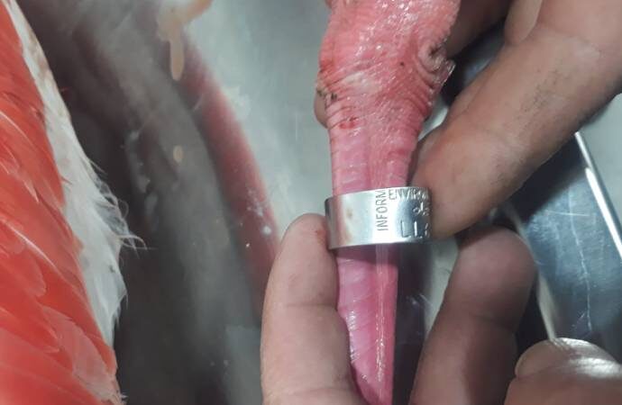 Yaralı bulunan flamingonun ayağında çip bulundu