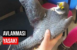 Dünyanın en hızlı kuşu Türkiye’de kaçak avcılar tarafından vuruldu