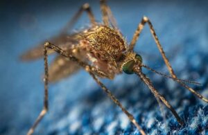 Amerika doğaya 2,5 milyar sivrisinek bırakacak! Çiftleşip üreyemeyecekler
