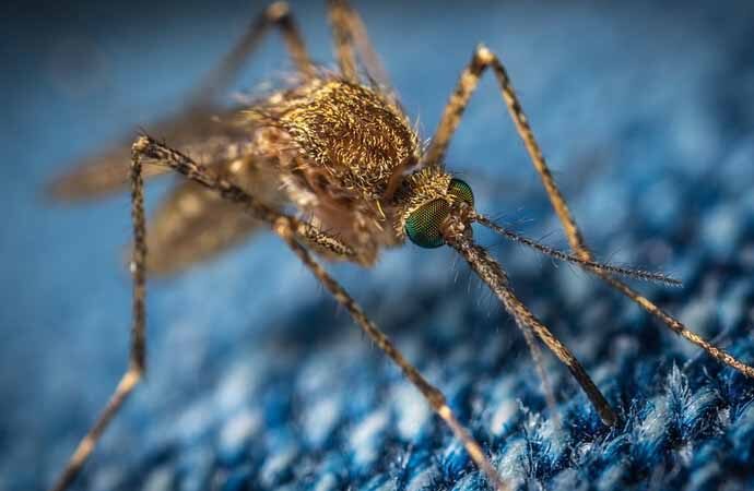 Sivrisineklerden bulaşıyor! JEV virüsü alarmı