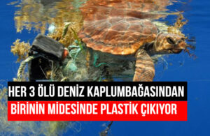 Plastik atıklar deniz kaplumbağalarını öldürüyor!