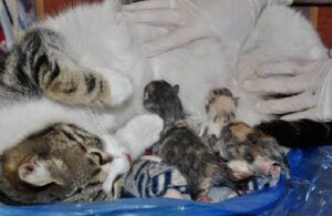Doğum sancısı çeken kedi aile sağlığı merkezine gitti