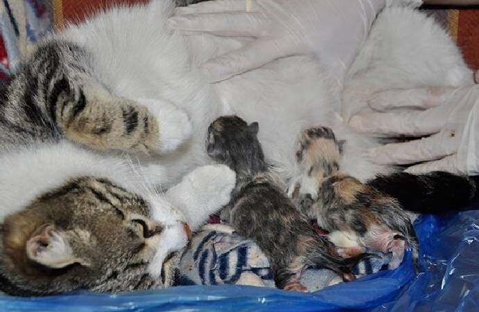 Doğum sancısı çeken kedi aile sağlığı merkezine gitti