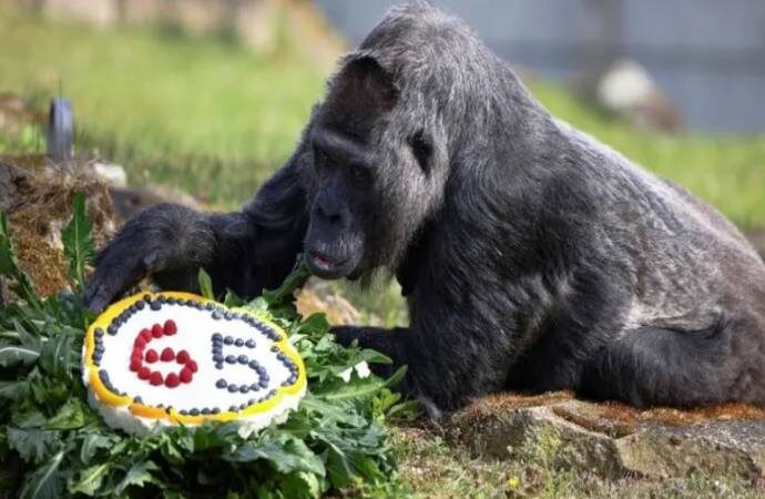 Goril Fatou 65 yaşında