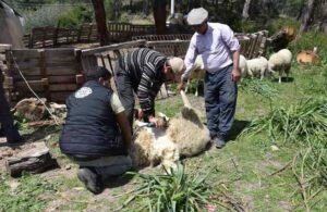 Koyun kırkarak günde 2 bin TL kazanıyor