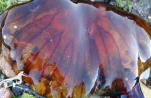 Çanakkale’de zehirli denizanası paniği: Temas halinde denizden çıkın