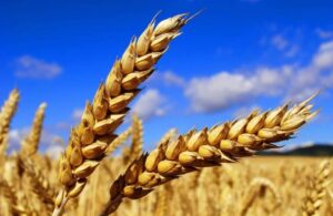 Türkiye Hindistan’dan buğday ihraç edebilir