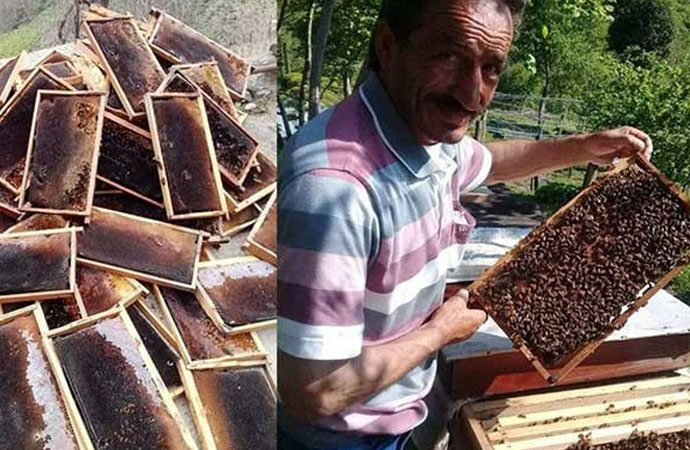 Cengiz’in taş ocağı yüzlerce petek arıyı katletti!