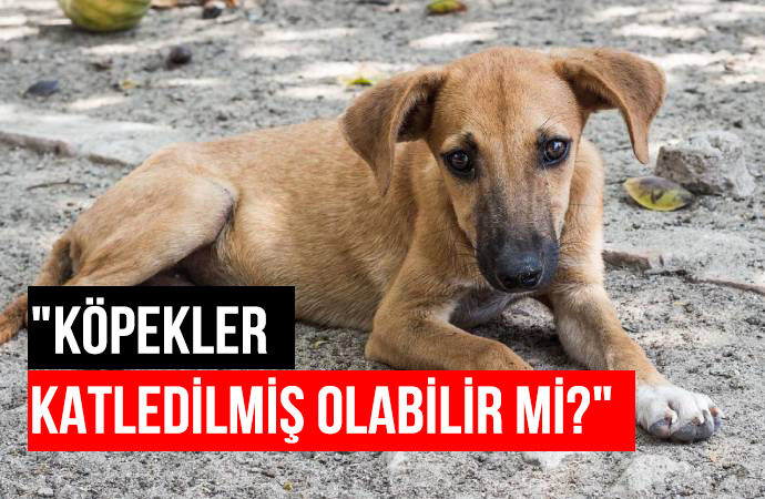 AKP’li belediyenin topladığı sokak köpeklerinin akıbeti bilinmiyor!
