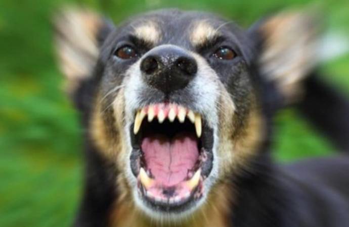 ABD’nin bir kentinde köpekler sadece belirlenen saatlerde havlayabilecek