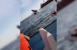 Sudan aniden çıkan balina turistleri öldürüyordu