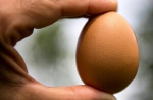 Kırdığı yumurtanın içinden bir yumurta daha çıktı: Bir gariplik var dedim