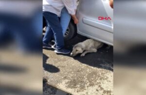 Aracın altında kalan köpeği kurtarmak için seferber oldular
