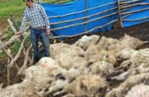 Gök gürültüsünden korkan 55 koyun birbirini ezerek öldürdü