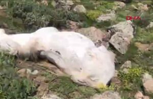 Dağdan düşen kaya parçasının isabet ettiği yılkı atı öldü